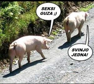 svinjo jedna