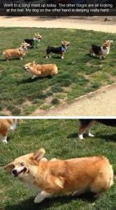 kva pa je s tem psom