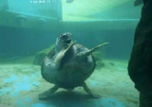 sejkin da turtle