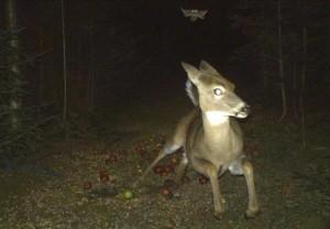 bejz bambi
