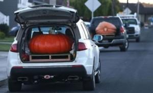buce za haloween